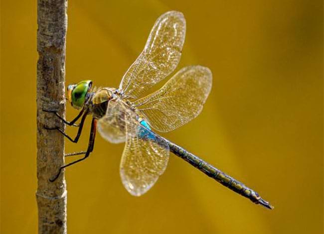 © Guillermo Sánchez Sobrino