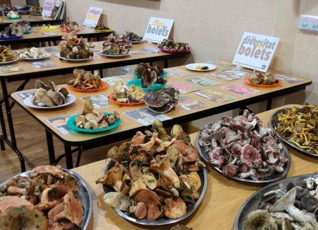 Rectoria Vallcàrquera