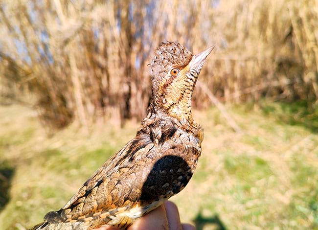 Xavier Larruy (ornitòleg)