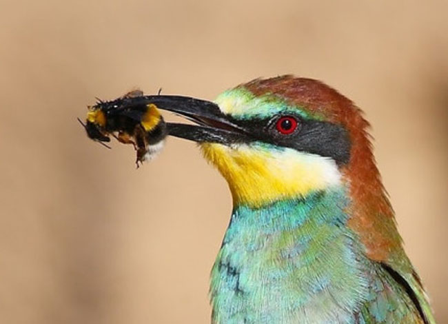 Ajuntament de Cubelles