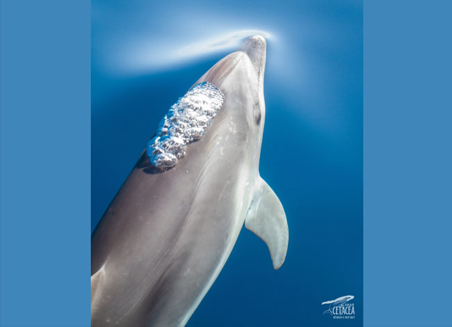 Biblioteca Joan Oliva i Milà