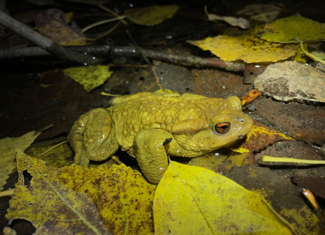 Societat Catalana d'Herpetologia