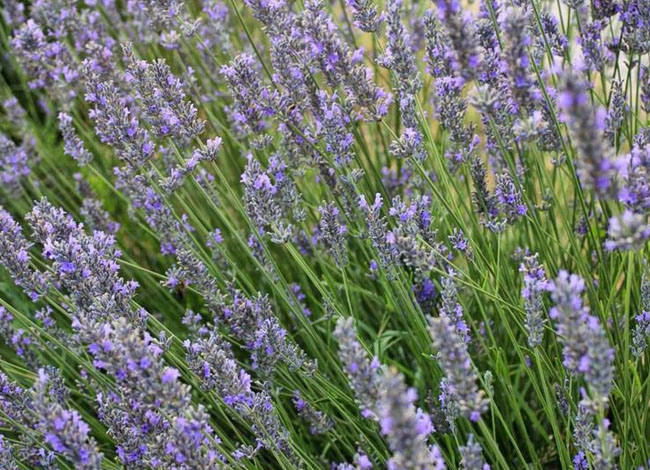 Fundació Jacint Verdaguer