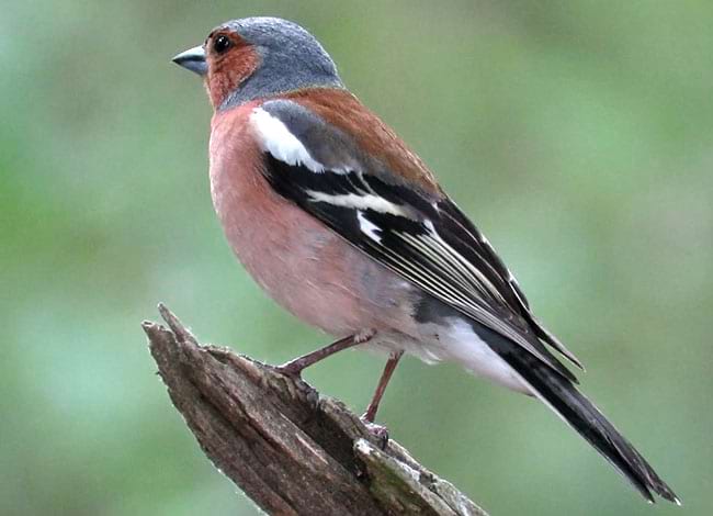 © Fundació Jacint Verdaguer