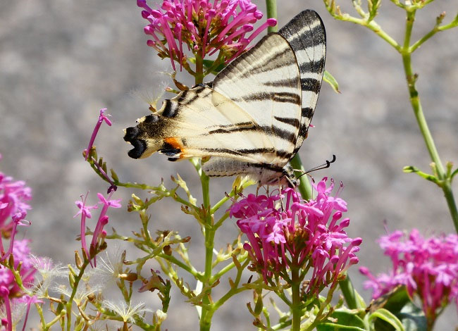 Biblioteca de Tordera
