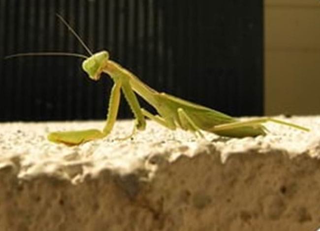 Biblioteca Can Baratau