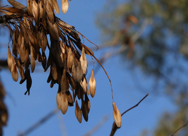 One Health Translations