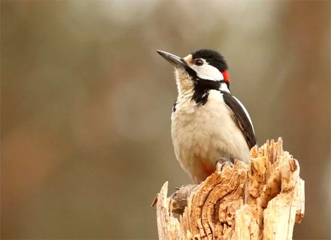 Parc del Castell de Montesquiu