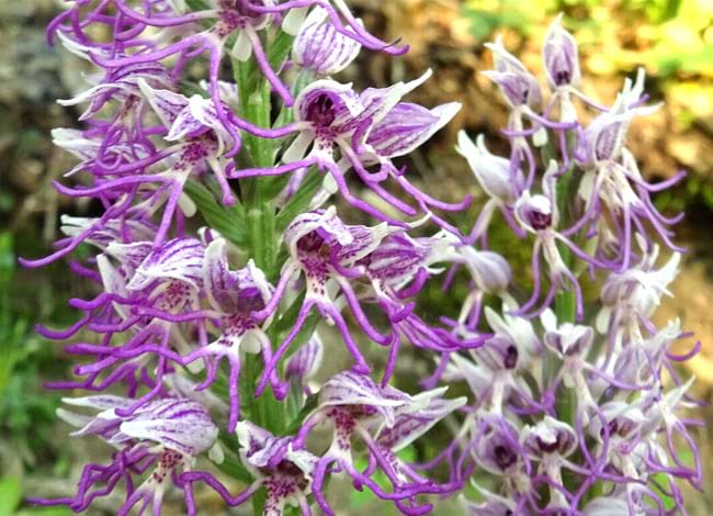 Parc del Castell de Montesquiu