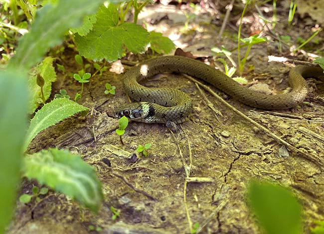 Parc del Castell de Montesquiu