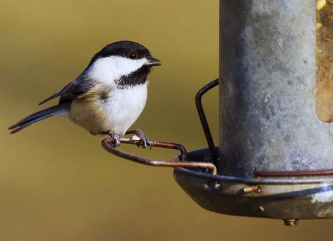 Museu de la Pagesia de Fogars de la Selva