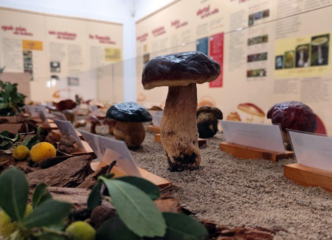 Ajuntament de Mataró