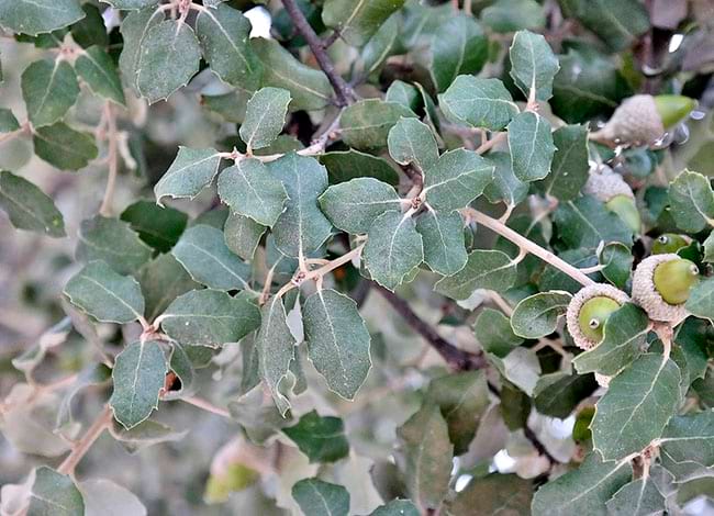 @Mauricio Mercadante - Flickr (CC BY-NC-SA 2.0)