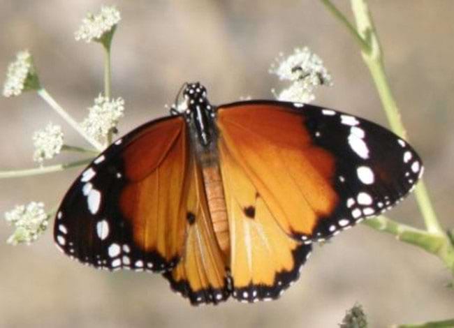 Associació Gestió Natural