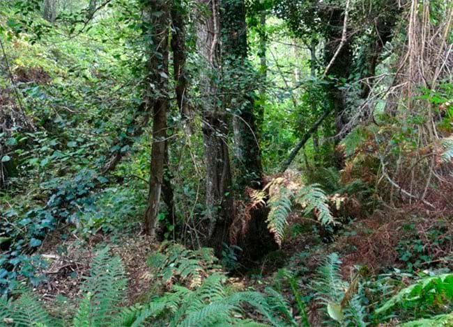 Escola de Natura del Corredor