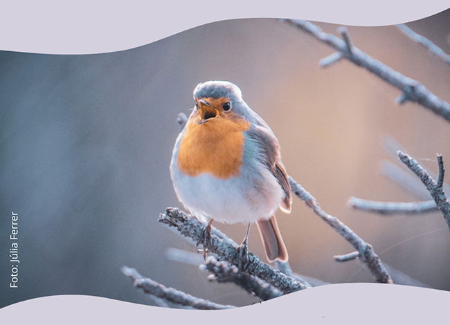 Biblioteca de Sant Antoni de Vilamajor