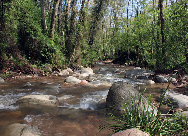 Marta Rubio, Ajuntament d'Arbúcies