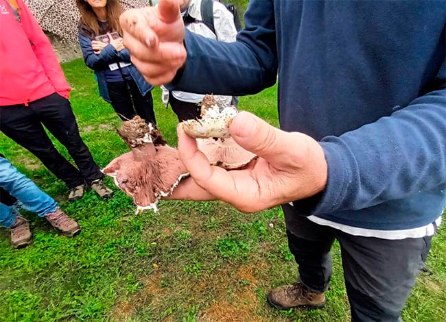 Consorci de la Vall del Ges,Orís i Bisaura