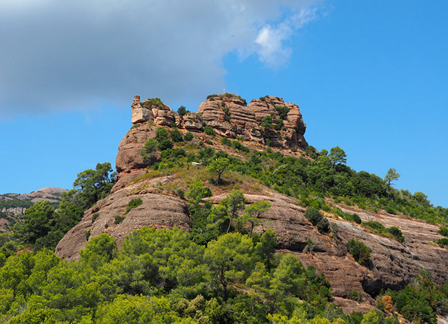Rossinyol Nou