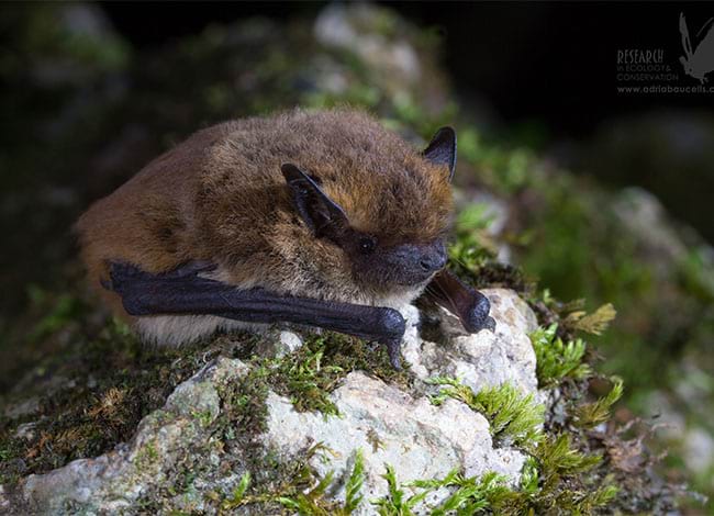Adrià López-Baucells