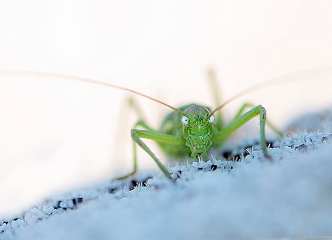 © José Antonio Ríos Robles