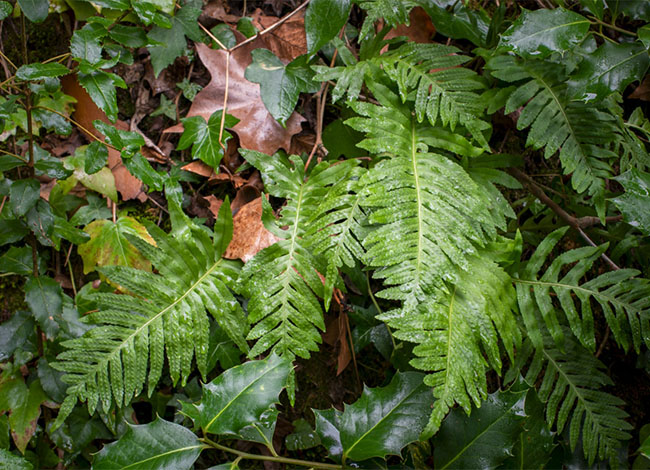 Autor foto: Ricardo Gutiérrez