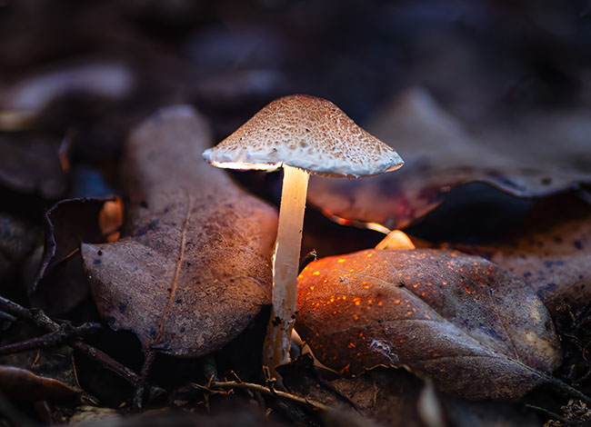 © Rafael Rodríguez Díez