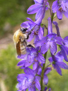 Borinot a l'esperó de Bolòs. Autor: Maria Bosch