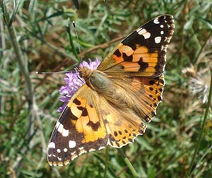 Vanessa cardui, migradora dels cards. Autor: Museu de Ciències Naturals de Granollers