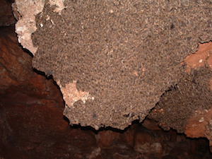 Colònia de ratpenats. Autor: Marc López Roig