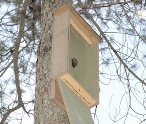 Caixa niu. Autor: Marc López Roig