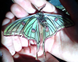 Exemplar trobat. Autor: José Manuel Sesma