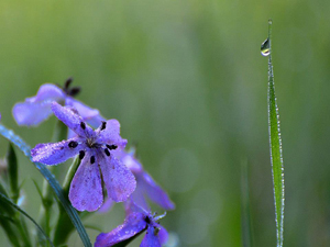 ‘Rocio al amanecer' de Josep M. Ramirez Arroyo