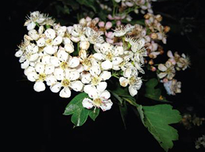 Arç blanc. Autor: CPSL