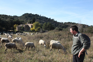 Un dels ramats. Autor: Diputació de Barcelona