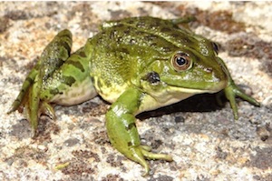 Mascle de granota de Graf. Autor: SCH