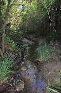 Torrent de la Pallota, Òrrius Autor: CPSL