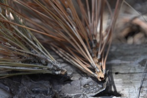 Presència en els brots de 'Tomicus destruens'. Autor: CPSL