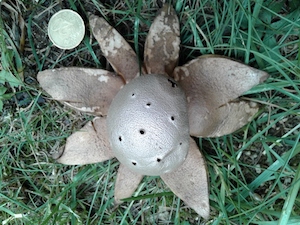 'Myriostoma coliforme'. Autor: Moisès Guardiola.