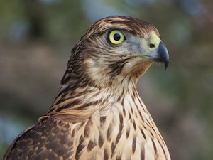 Astor. Autor: Gregori Maestre