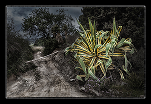 Imatge guanyadora: 'Camí i planta'. Autor: Pep Codina