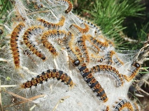 Processionària del pi. Autor: Gregori Muñoz-Ramos (Aj. Badalona)