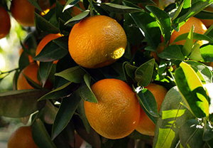 Les mandarines. Autor: CPNSC