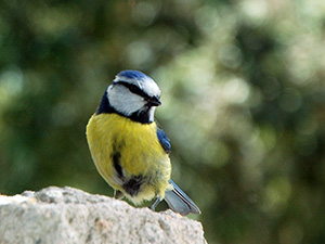 Mallerenga blava. Autor: CPNSC