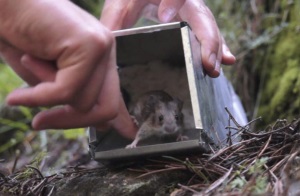 Ratolí identificat i alliberat. Autor: Pau Sunyer