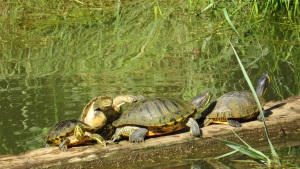 Tortugues d'aigua al·lòctones al pantà de Vallvidrera. Autor: CPNSC