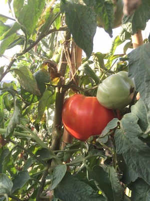 Tomàquet Mandó. Autor: CPNSC