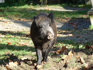 Senglar. Autor: CPNSC