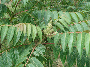 Ailants. Autor: CPNSC