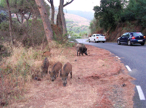 Senglars a la carretera. Autor: CPNSC